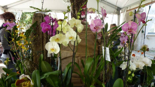 Le stupende orchidee di Villa Maggi che i nostri giardinieri hanno portato apposta per la PaciAda
