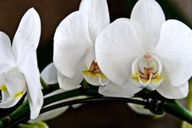 Le orchideee di Villa Maggi
