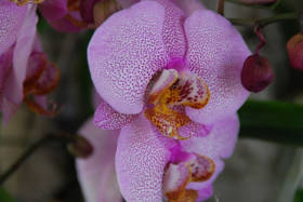 Le orchideee di Villa Maggi