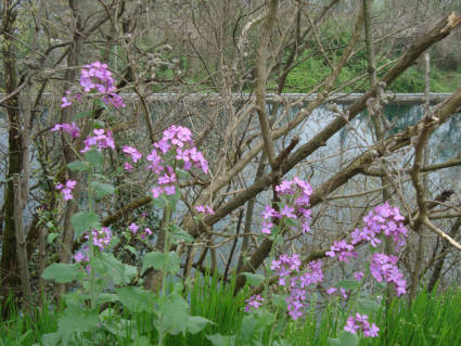 fiori lungo il canale