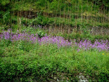 lungo il percorso ammiriamo delle bellissime fioriture