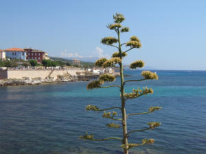 Alghero