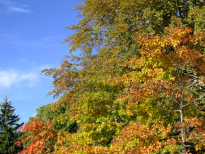i colori d'autunno a Como