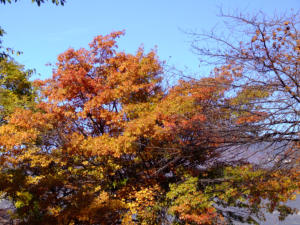 i colori d'autunno a Como