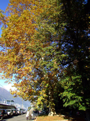i colori d'autunno a Como