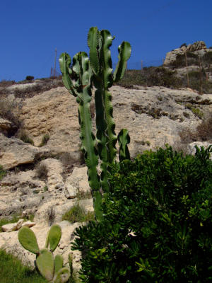 Cagliari - Calamosca