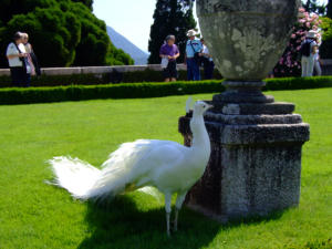 Isola Bella - pavone bianco