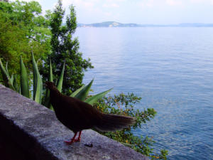 Isole Borromee - Isola Madre