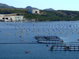 Porto di Olbia - allevamento di cozze