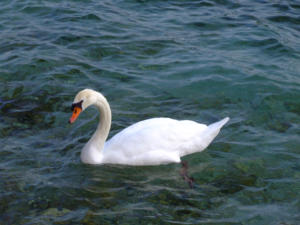Toscolano Maderno