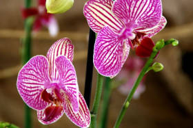 Le orchideee di Villa Maggi
