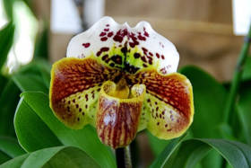 Le orchideee di Villa Maggi